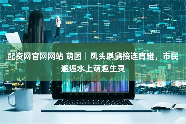 配资网官网网站 萌图｜凤头䴙䴘接连育雏，市民邂逅水上萌趣生灵